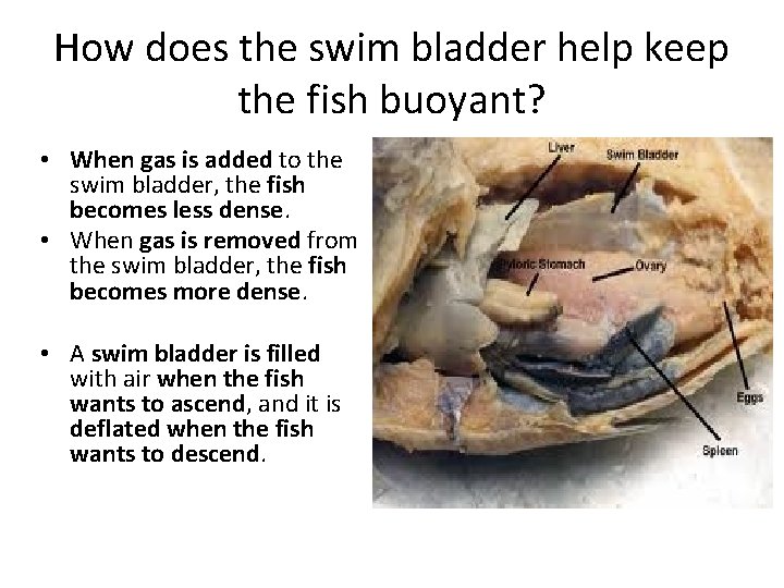 How does the swim bladder help keep the fish buoyant? • When gas is