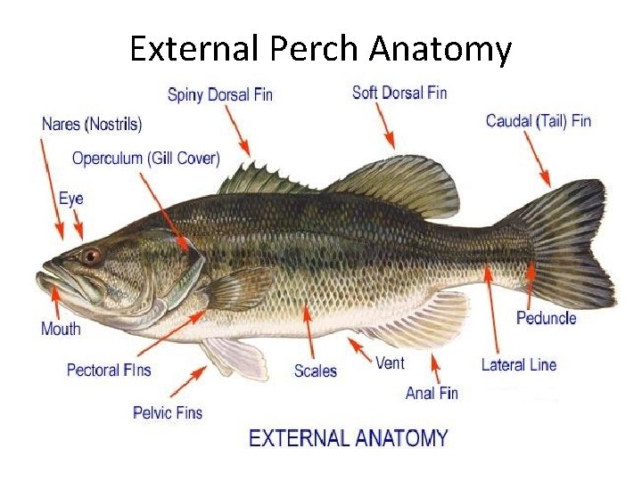 External Perch Anatomy 