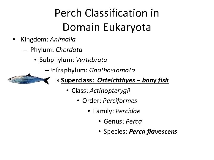 Perch Classification in Domain Eukaryota • Kingdom: Animalia – Phylum: Chordata • Subphylum: Vertebrata