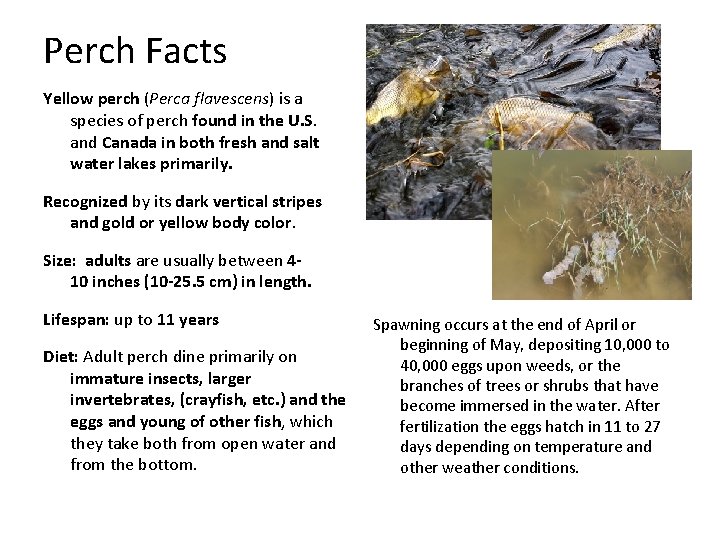 Perch Facts Yellow perch (Perca flavescens) is a species of perch found in the