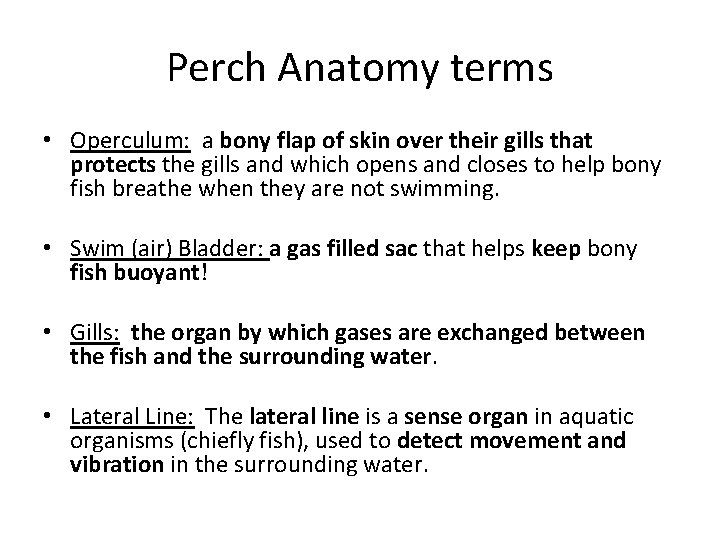 Perch Anatomy terms • Operculum: a bony flap of skin over their gills that