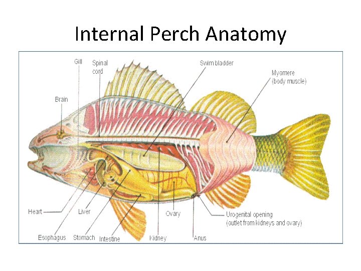 Internal Perch Anatomy 