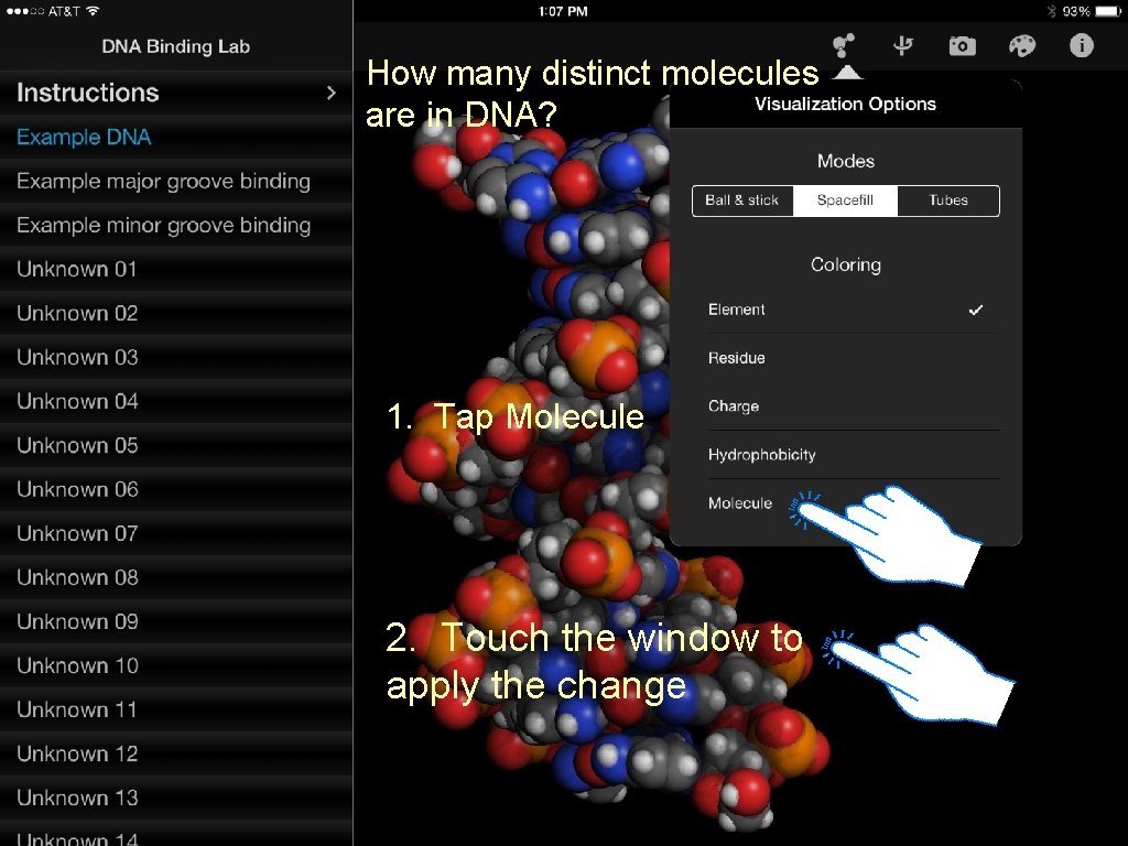 How many distinct molecules are in DNA? 1. Tap Molecule 2. Touch the window