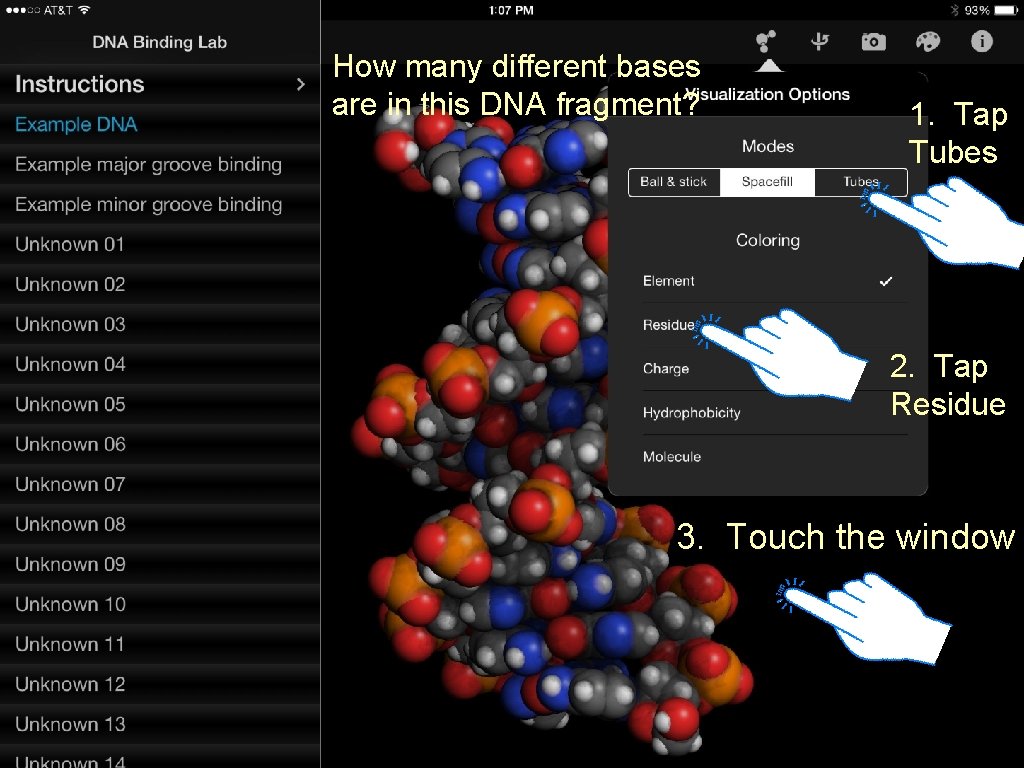 How many different bases are in this DNA fragment? 1. Tap Tubes 2. Tap