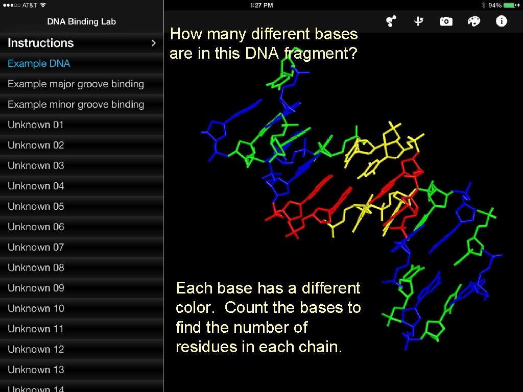 How many different bases are in this DNA fragment? Each base has a different