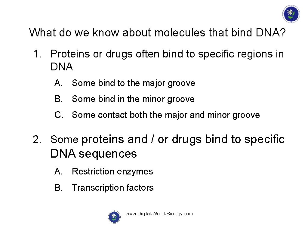 What do we know about molecules that bind DNA? 1. Proteins or drugs often