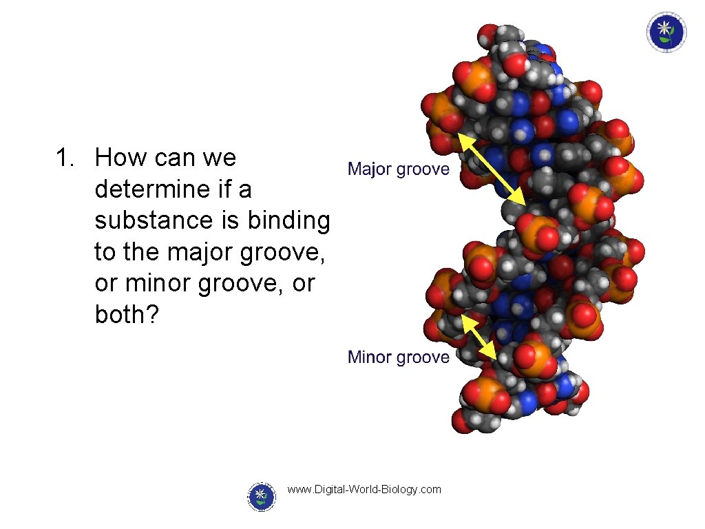 1. How can we determine if a substance is binding to the major groove,