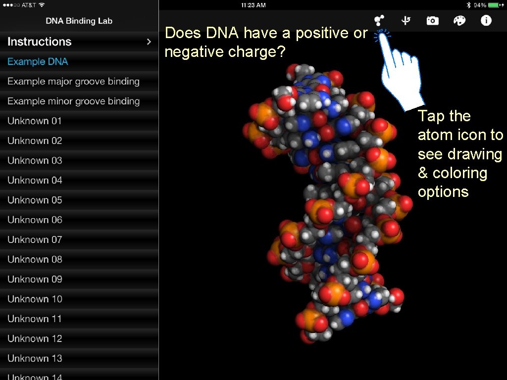 Does DNA have a positive or negative charge? Tap the atom icon to see