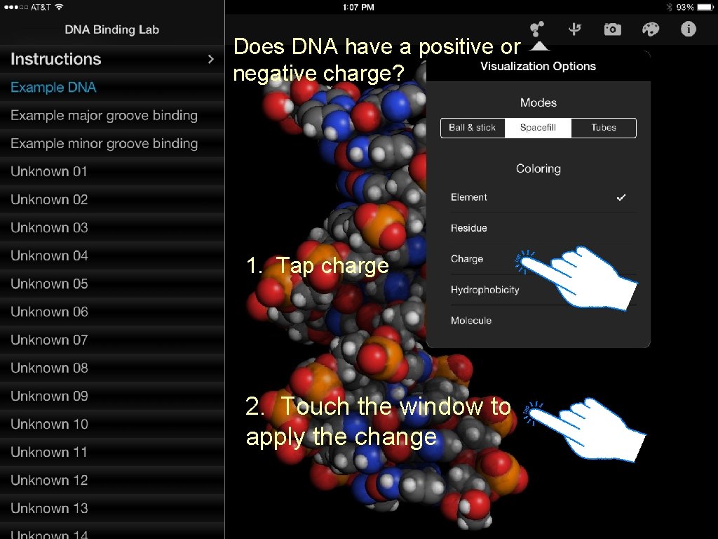 Does DNA have a positive or negative charge? 1. Tap charge 2. Touch the
