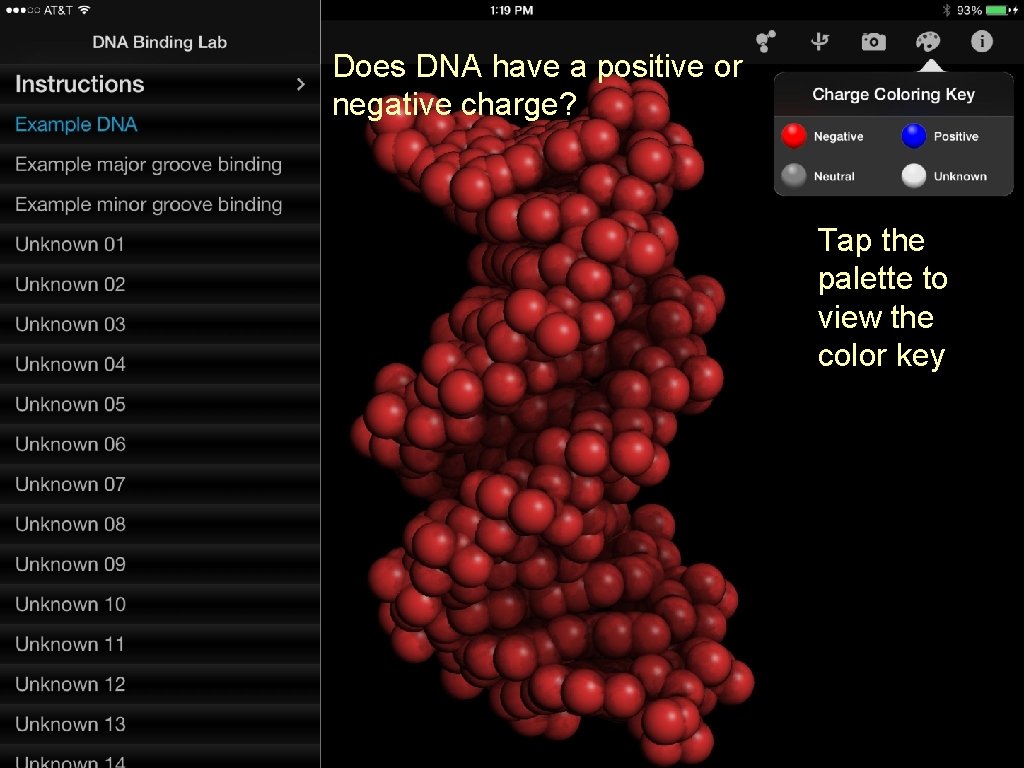 Does DNA have a positive or negative charge? Tap the palette to view the