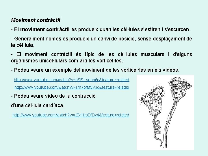 Moviment contràctil - El moviment contràctil es produeix quan les cèl·lules s'estiren i s'escurcen.
