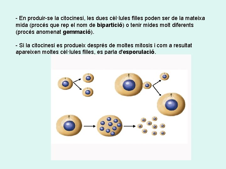 - En produir-se la citocinesi, les dues cèl·lules filles poden ser de la mateixa