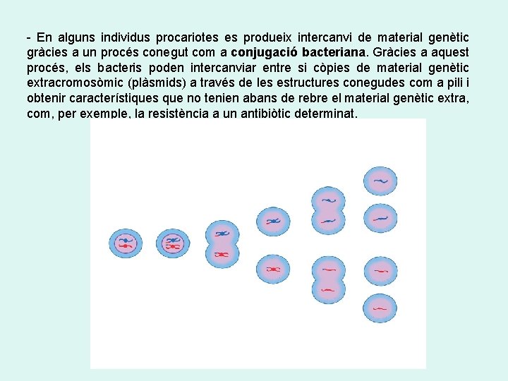 - En alguns individus procariotes es produeix intercanvi de material genètic gràcies a un