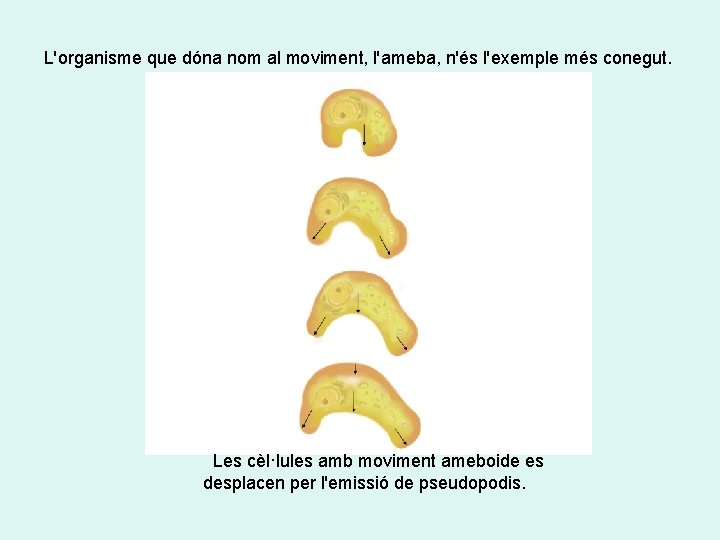 L'organisme que dóna nom al moviment, l'ameba, n'és l'exemple més conegut. Les cèl·lules amb