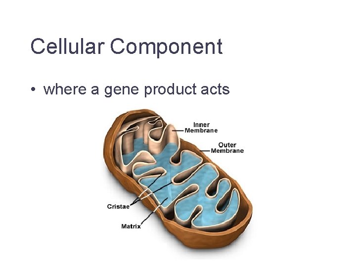 Cellular Component • where a gene product acts Jane Lomax EMBL-EBI 