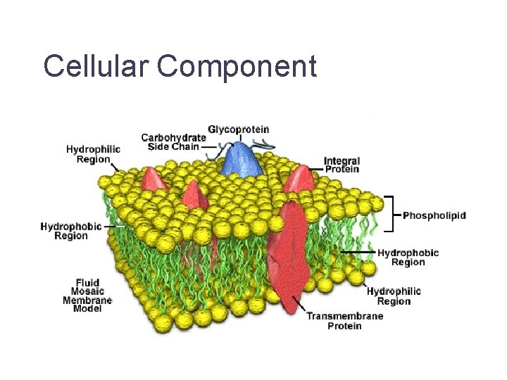 Cellular Component Jane Lomax EMBL-EBI 