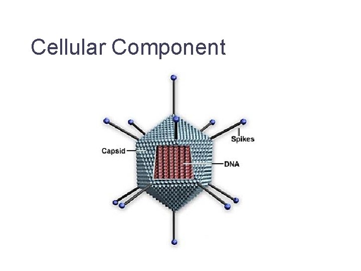 Cellular Component Jane Lomax EMBL-EBI 