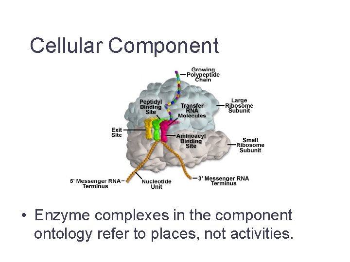 Cellular Component • Enzyme complexes in the component ontology refer to places, not activities.