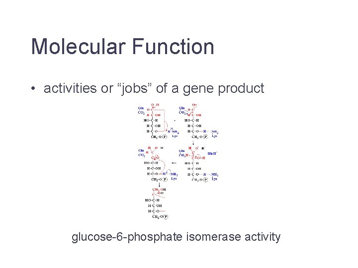 Molecular Function • activities or “jobs” of a gene product glucose-6 -phosphate isomerase activity