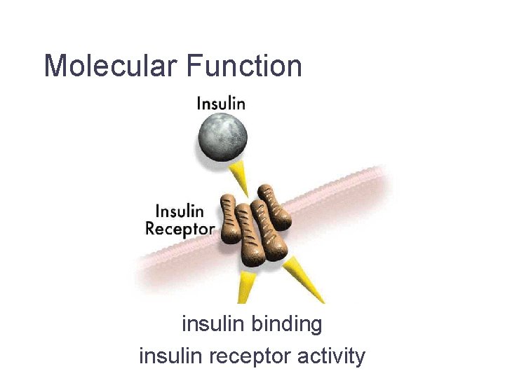 Molecular Function insulin binding insulin receptor activity Jane Lomax EMBL-EBI 