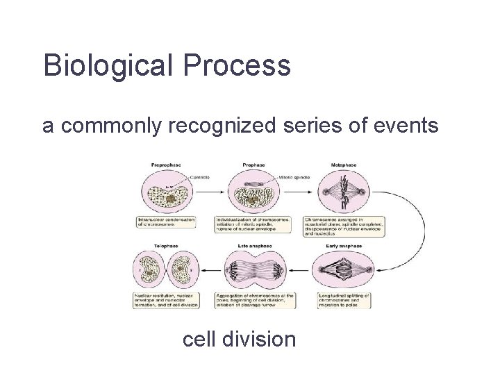 Biological Process a commonly recognized series of events cell division Jane Lomax EMBL-EBI 