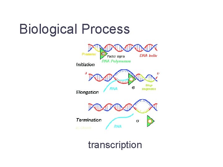 Biological Process transcription Jane Lomax EMBL-EBI 