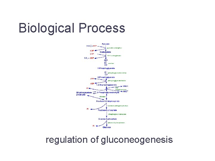 Biological Process regulation of gluconeogenesis Jane Lomax EMBL-EBI 