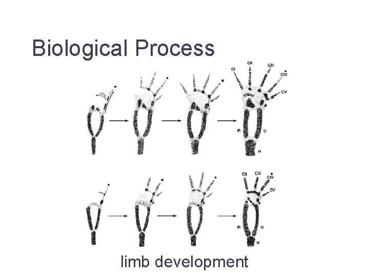 Biological Process limb development Jane Lomax EMBL-EBI 