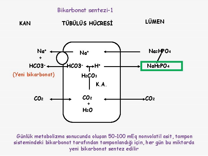 Bikarbonat sentezi-1 KAN TÜBÜLÜS HÜCRESİ Na+ + HCO 3(Yeni bikarbonat) Na 2 HPO 4