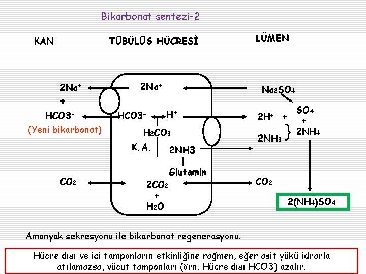 Bikarbonat sentezi-2 KAN TÜBÜLÜS HÜCRESİ 2 Na+ LÜMEN Na 2 SO 4 + HCO