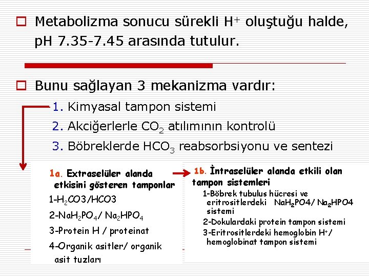 o Metabolizma sonucu sürekli H+ oluştuğu halde, p. H 7. 35 -7. 45 arasında