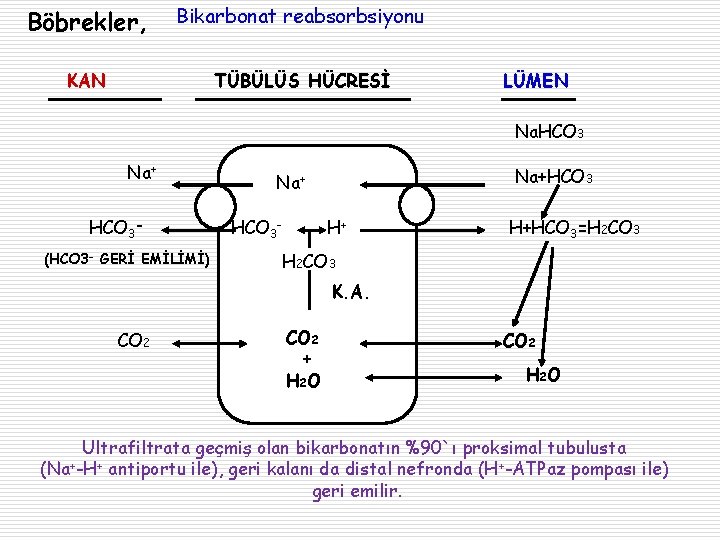 Böbrekler, Bikarbonat reabsorbsiyonu KAN TÜBÜLÜS HÜCRESİ LÜMEN Na. HCO 3 Na+ HCO 3(HCO 3