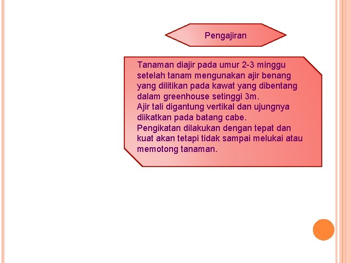 Pengajiran Tanaman diajir pada umur 2 -3 minggu setelah tanam mengunakan ajir benang yang