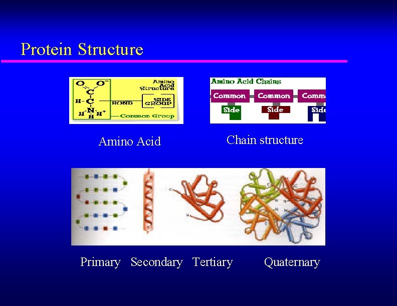 Protein Structure Amino Acid Chain structure Primary Secondary Tertiary Quaternary 