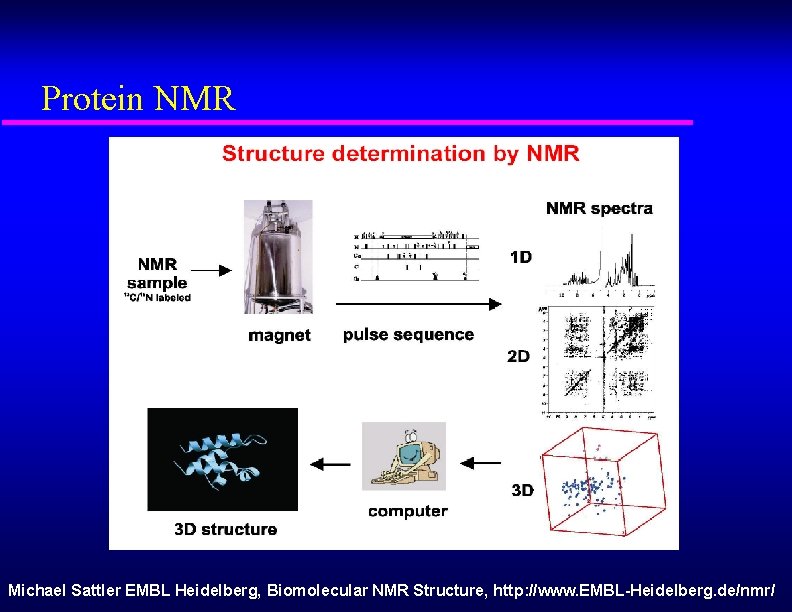 Protein NMR Michael Sattler EMBL Heidelberg, Biomolecular NMR Structure, http: //www. EMBL-Heidelberg. de/nmr/ 