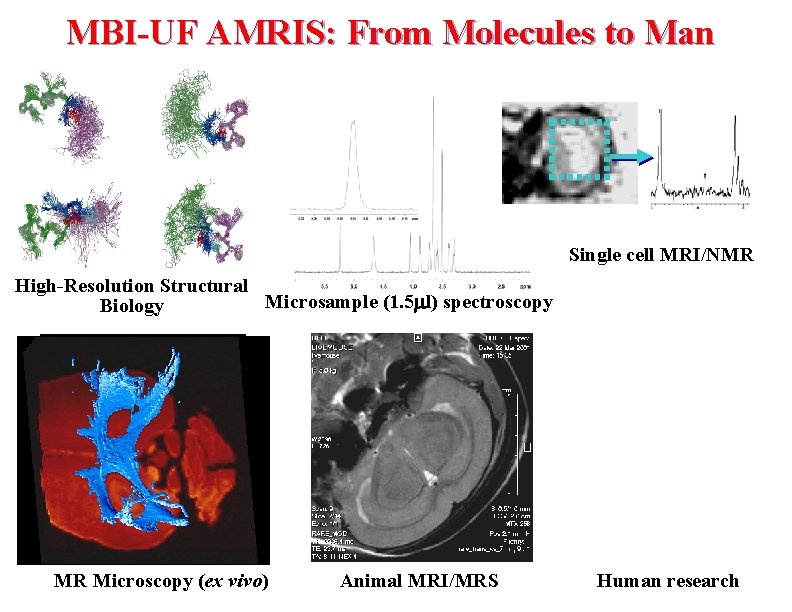 MBI-UF AMRIS: From Molecules to Man Single cell MRI/NMR High-Resolution Structural Microsample (1. 5