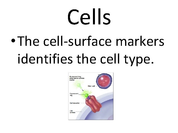 Cells • The cell-surface markers identifies the cell type. 