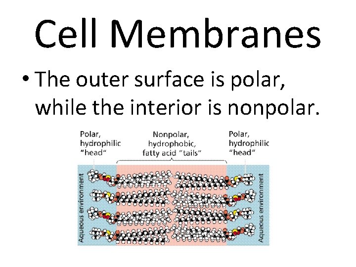 Cell Membranes • The outer surface is polar, while the interior is nonpolar. 