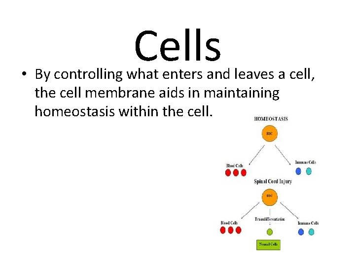 Cells • By controlling what enters and leaves a cell, the cell membrane aids