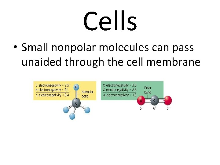 Cells • Small nonpolar molecules can pass unaided through the cell membrane 