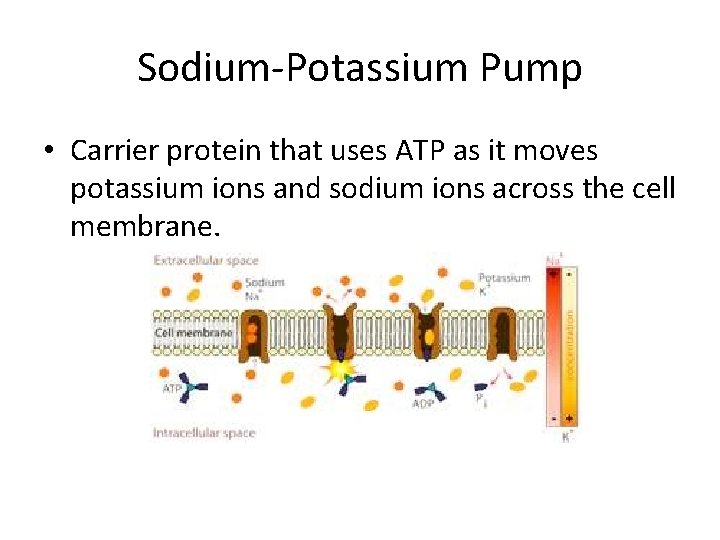 Sodium-Potassium Pump • Carrier protein that uses ATP as it moves potassium ions and