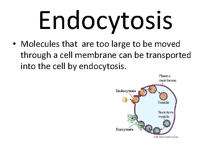 Endocytosis • Molecules that are too large to be moved through a cell membrane