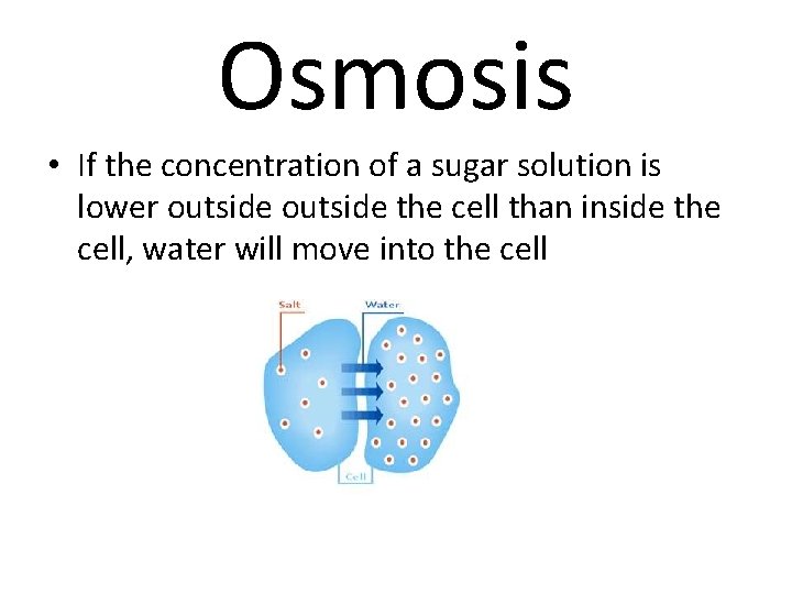 Osmosis • If the concentration of a sugar solution is lower outside the cell