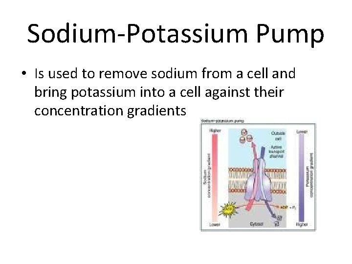 Sodium-Potassium Pump • Is used to remove sodium from a cell and bring potassium