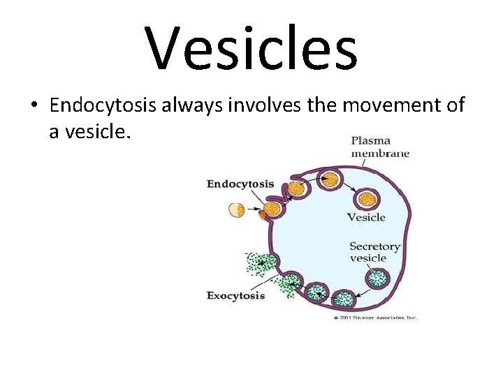 Vesicles • Endocytosis always involves the movement of a vesicle. 