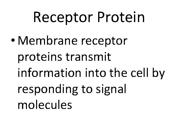 Receptor Protein • Membrane receptor proteins transmit information into the cell by responding to