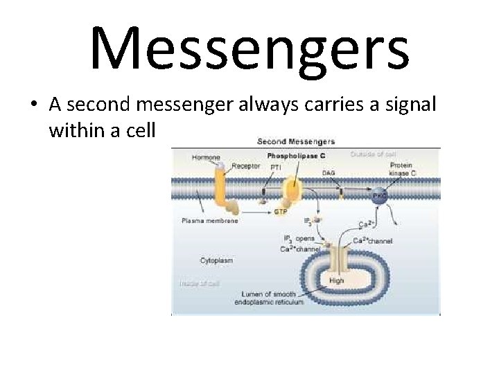 Messengers • A second messenger always carries a signal within a cell 