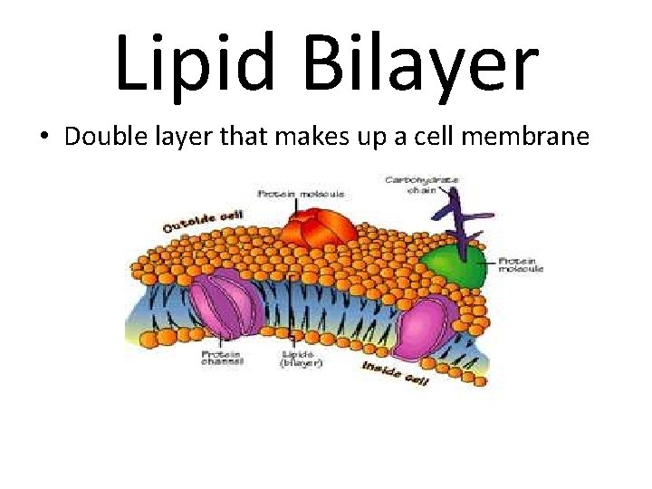 Lipid Bilayer • Double layer that makes up a cell membrane 
