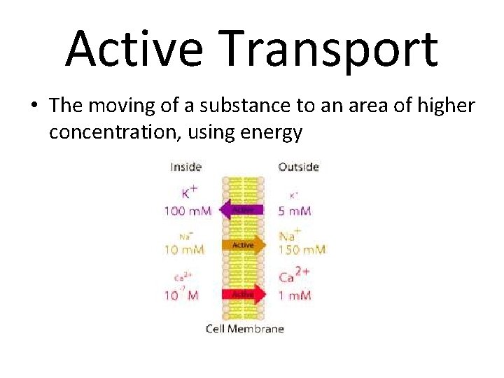 Active Transport • The moving of a substance to an area of higher concentration,