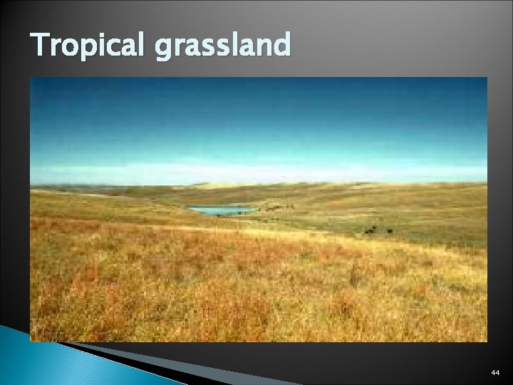 Tropical grassland 44 